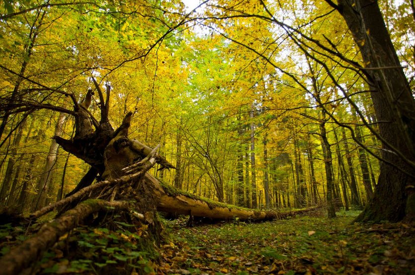 Białowieża Forest, Białowieża, Podlaskie, Poland